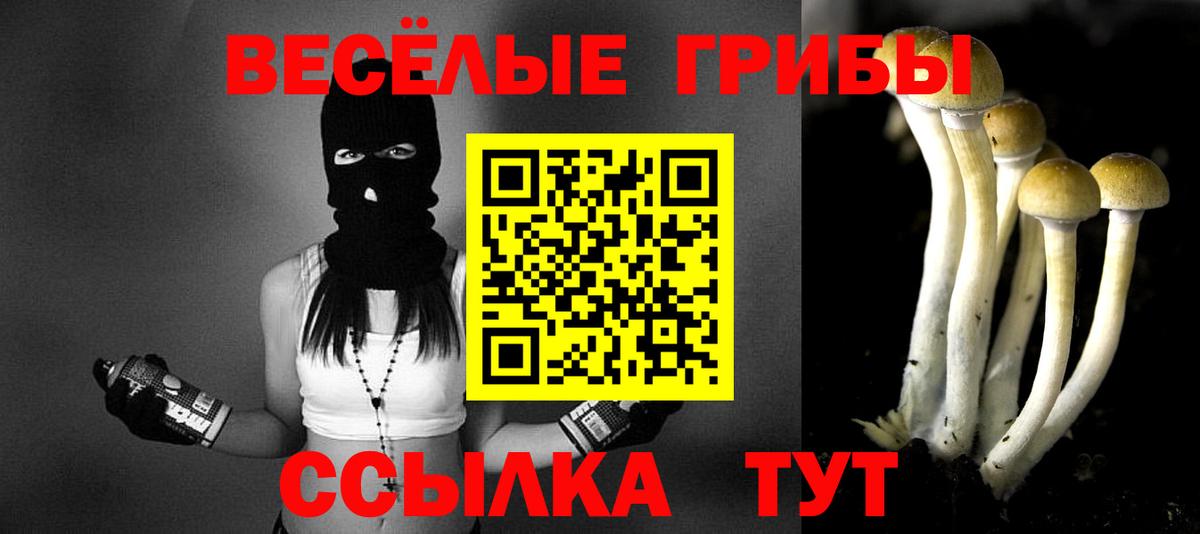 Пугачёв  Псилоцибиновые грибы мицелий  Вход с VPN  Галлюциногенные грибы Cubensis 